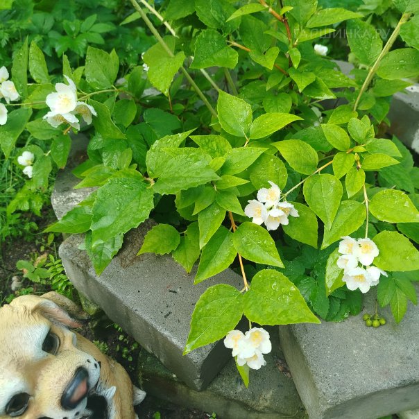 превью изображения отзыва