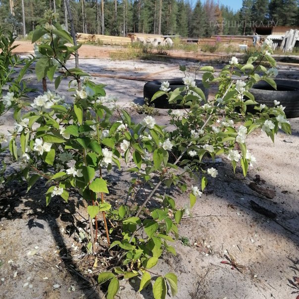 превью изображения отзыва