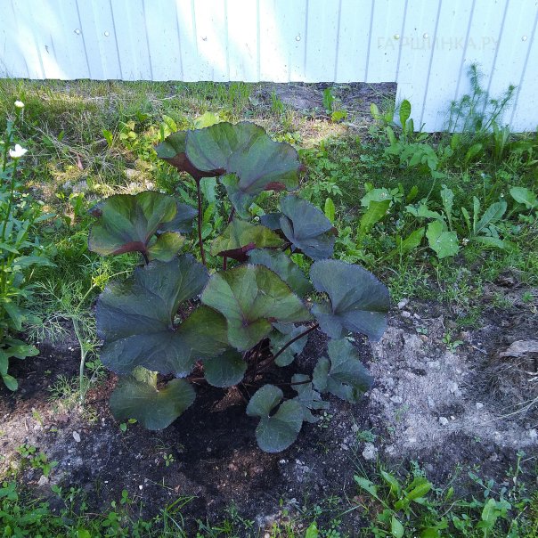 превью изображения отзыва