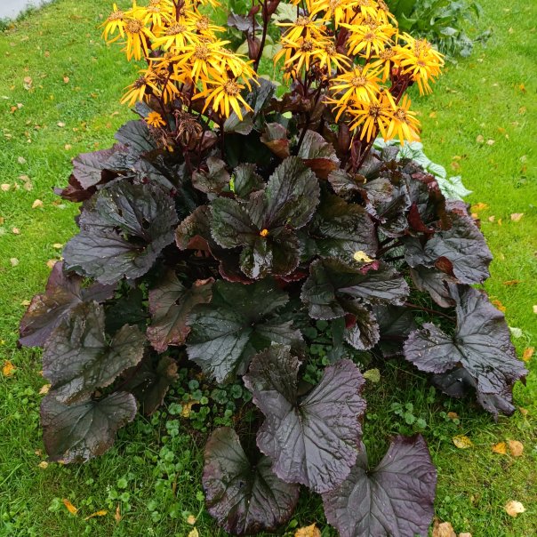 превью изображения отзыва