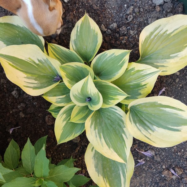 превью изображения отзыва