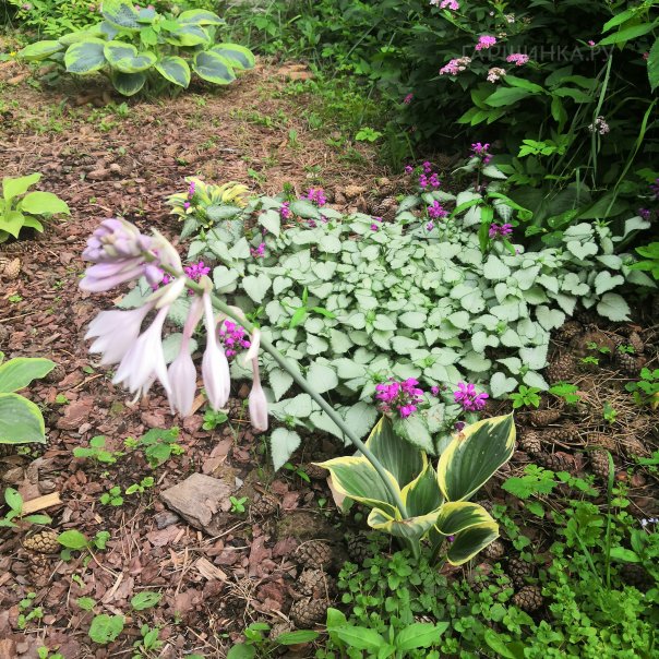 превью изображения отзыва