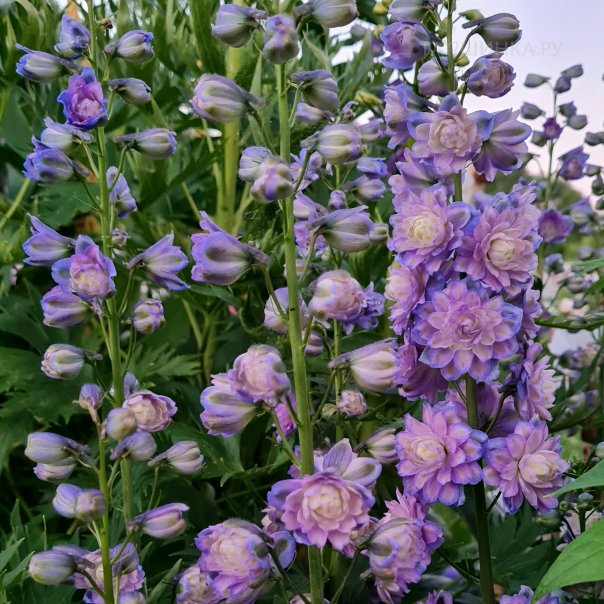 превью изображения отзыва