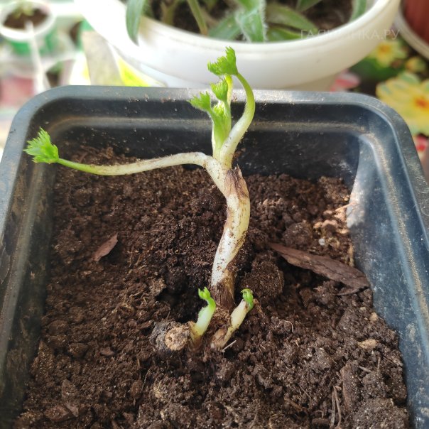 превью изображения отзыва