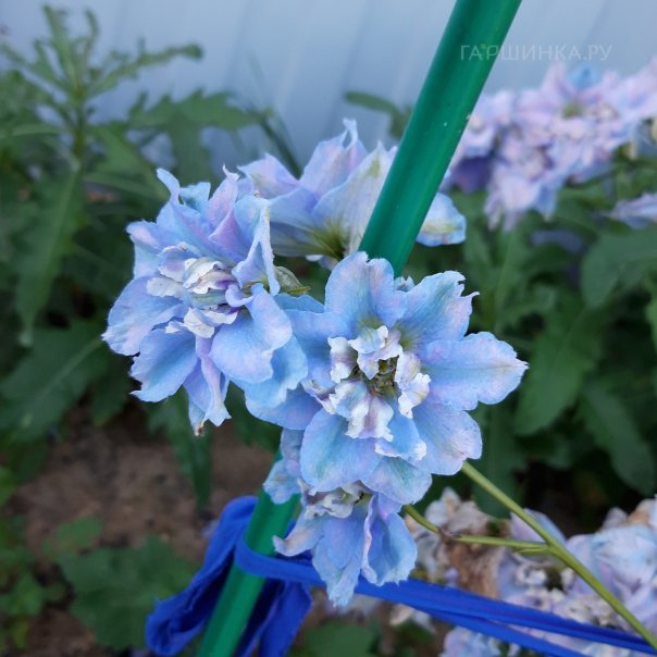 превью изображения отзыва