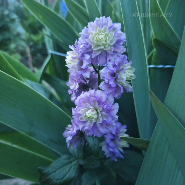 превью изображения отзыва