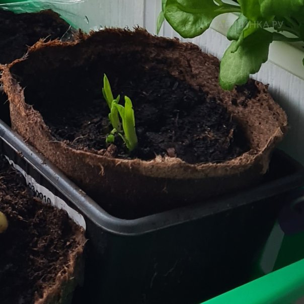 превью изображения отзыва