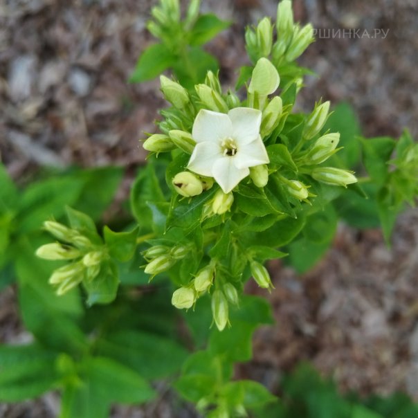 превью изображения отзыва