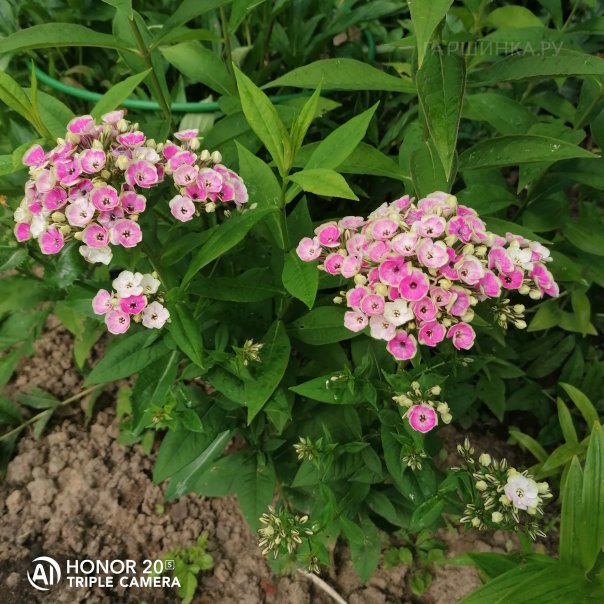 превью изображения отзыва