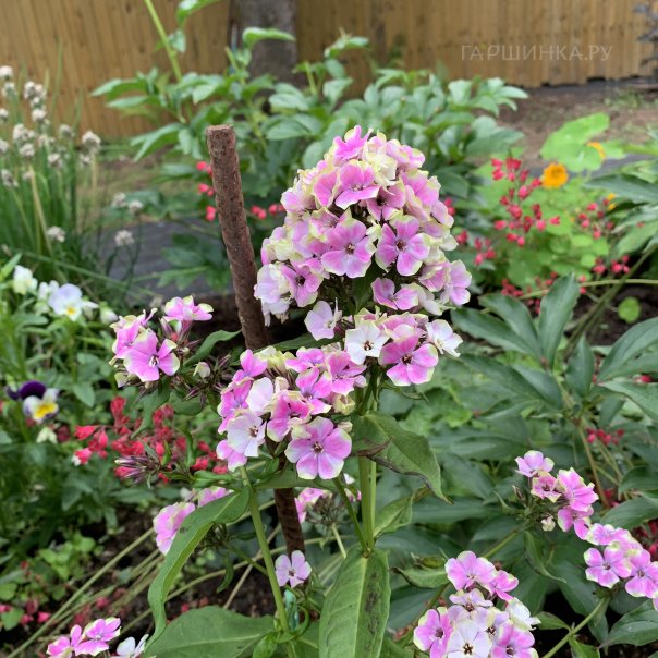 превью изображения отзыва