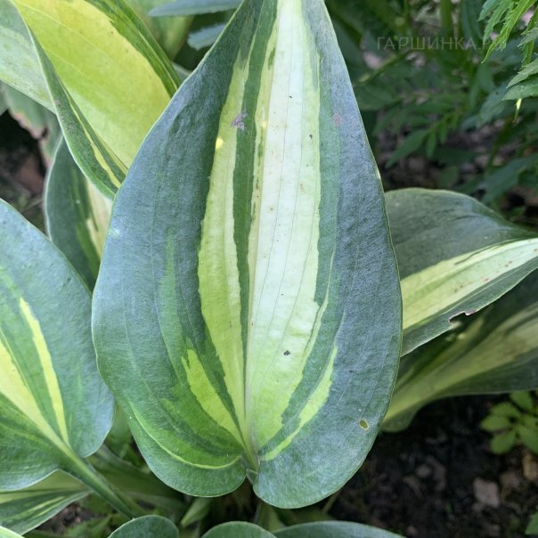 превью изображения отзыва