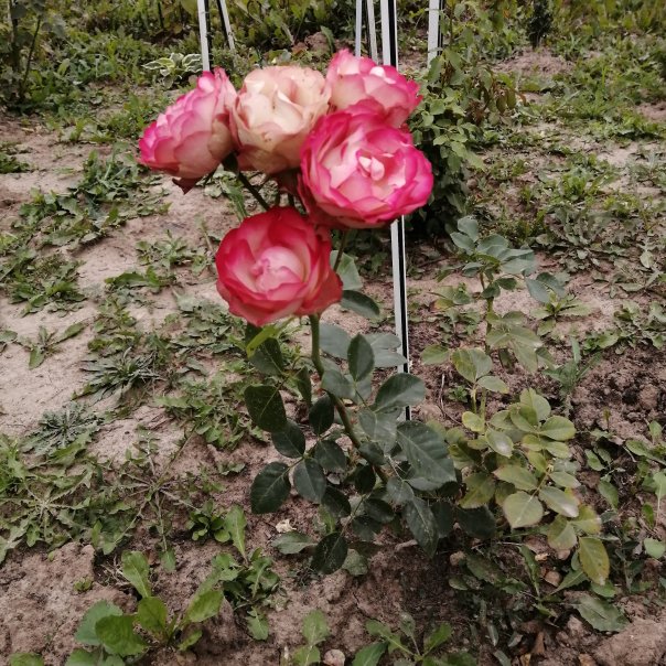 превью изображения отзыва