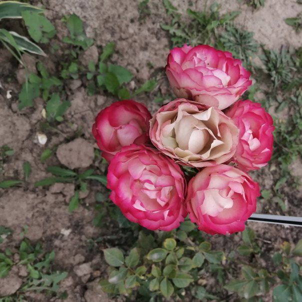 превью изображения отзыва