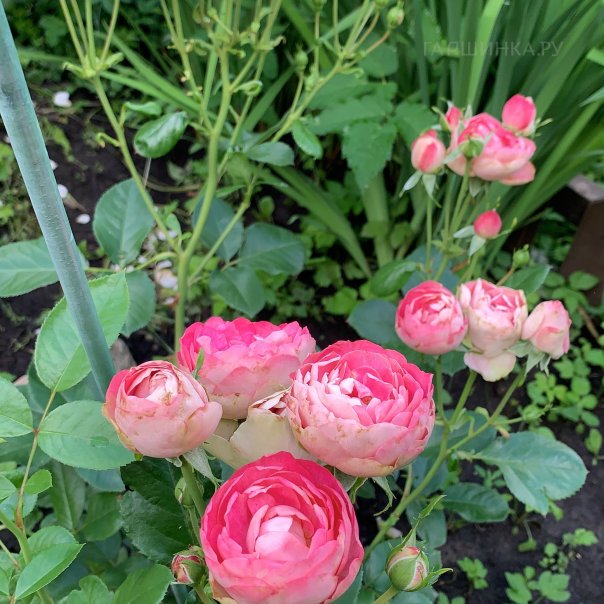 превью изображения отзыва