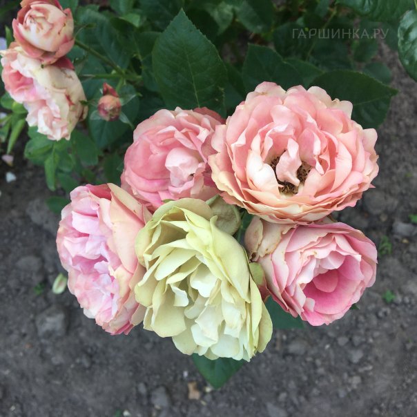 превью изображения отзыва