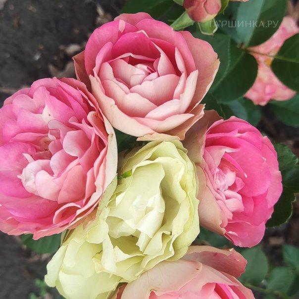 превью изображения отзыва