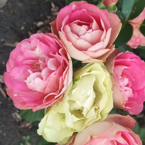 превью изображения отзыва