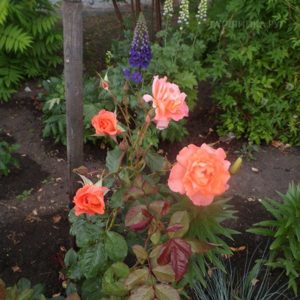 превью изображения отзыва