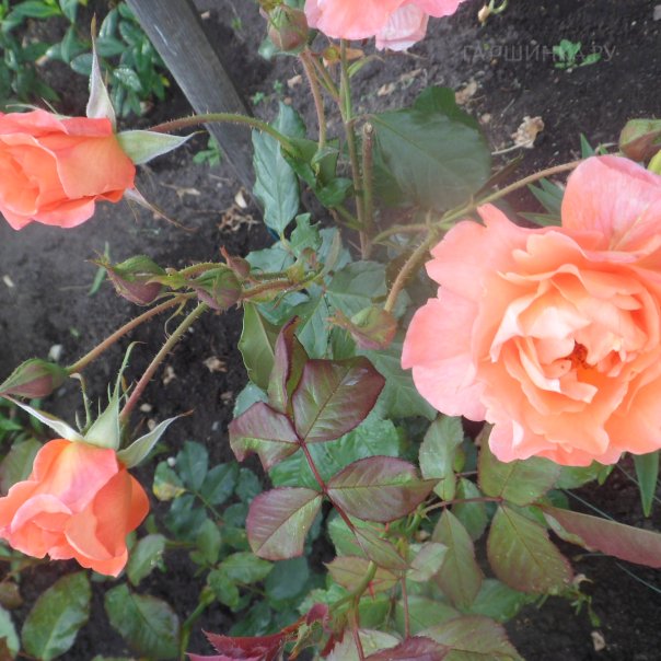 превью изображения отзыва