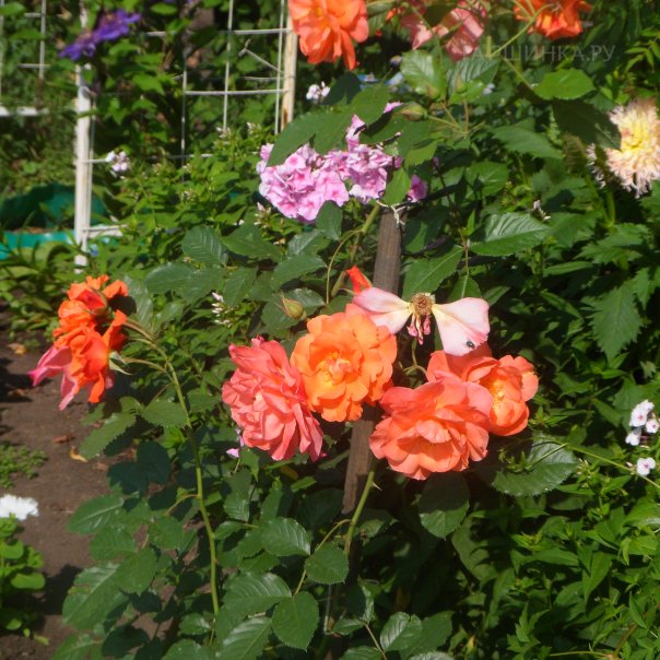 превью изображения отзыва