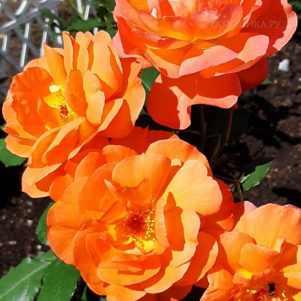 превью изображения отзыва