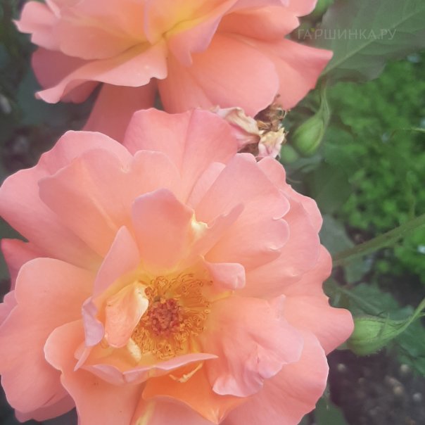 превью изображения отзыва