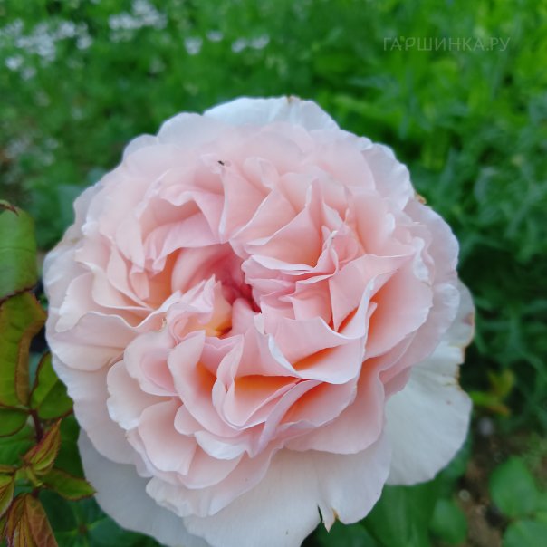 превью изображения отзыва