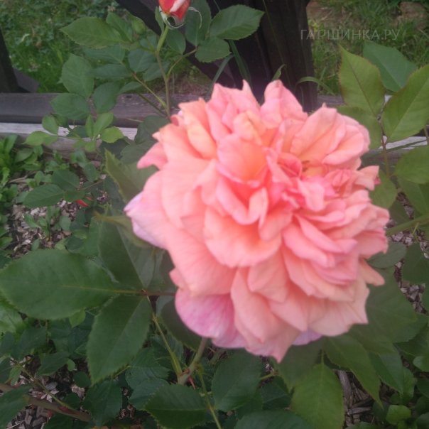 превью изображения отзыва