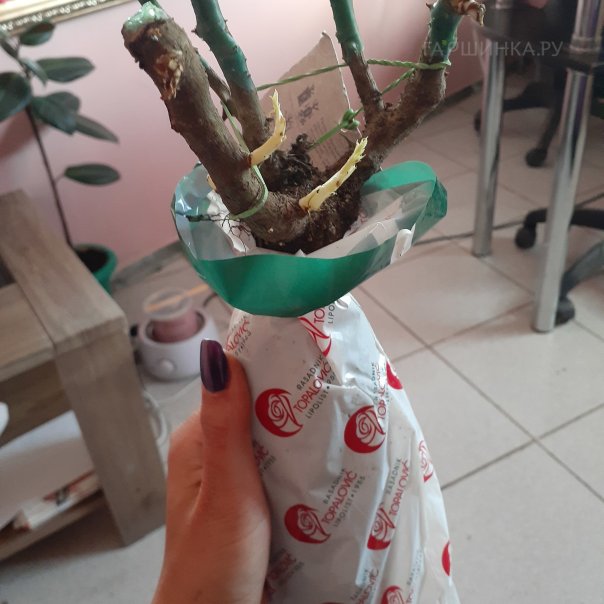 превью изображения отзыва