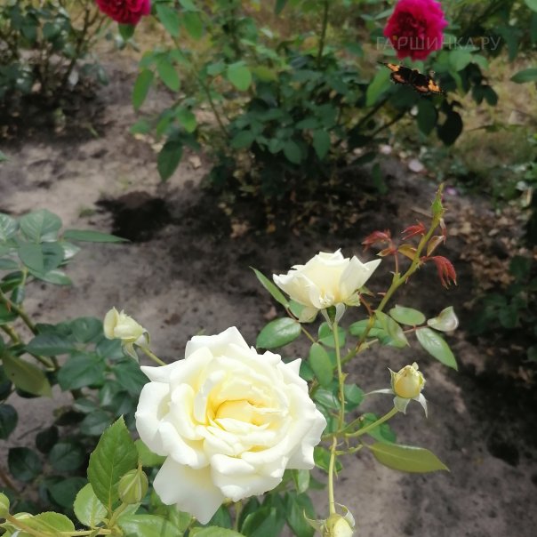 превью изображения отзыва