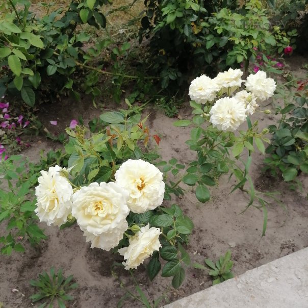 превью изображения отзыва