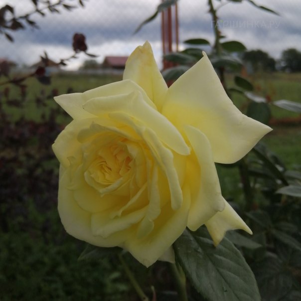 превью изображения отзыва