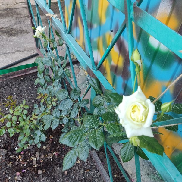 превью изображения отзыва