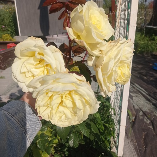 превью изображения отзыва