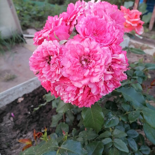 превью изображения отзыва