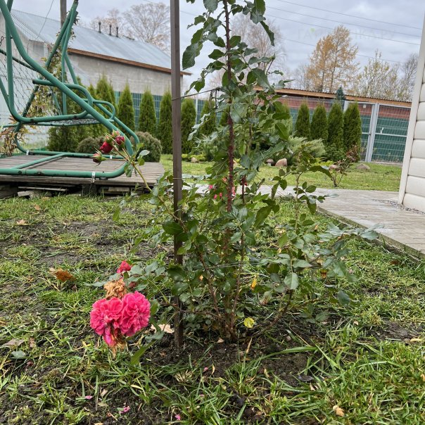 превью изображения отзыва