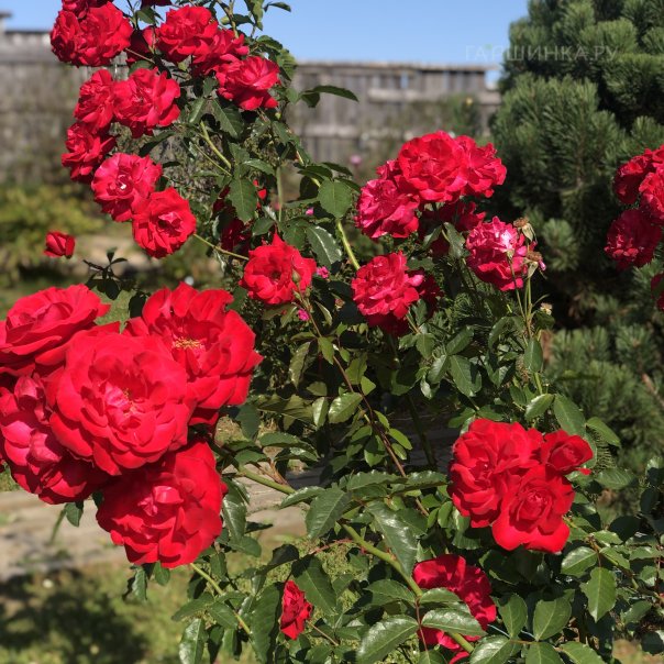 превью изображения отзыва