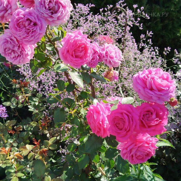 превью изображения отзыва