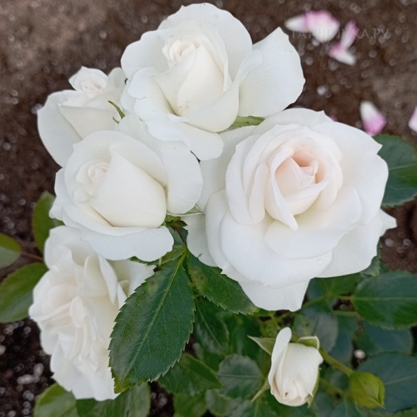 превью изображения отзыва