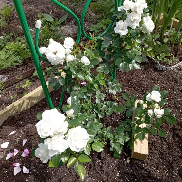 превью изображения отзыва