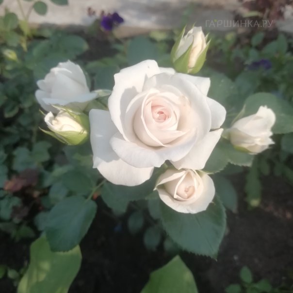 превью изображения отзыва