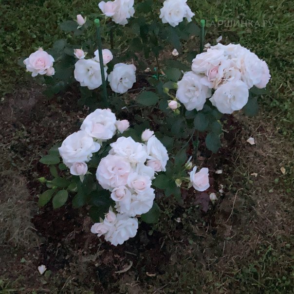 превью изображения отзыва