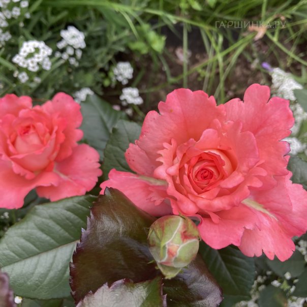 превью изображения отзыва