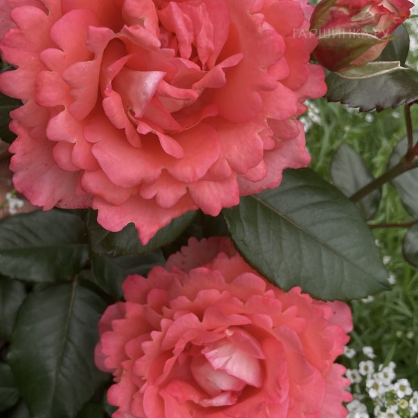 превью изображения отзыва