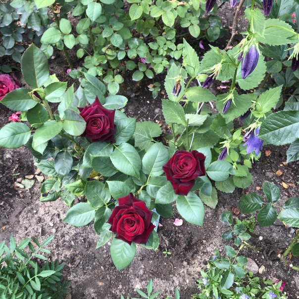 превью изображения отзыва