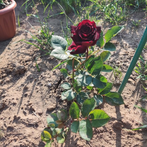 превью изображения отзыва