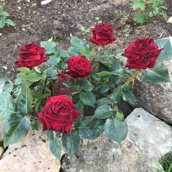 превью изображения отзыва