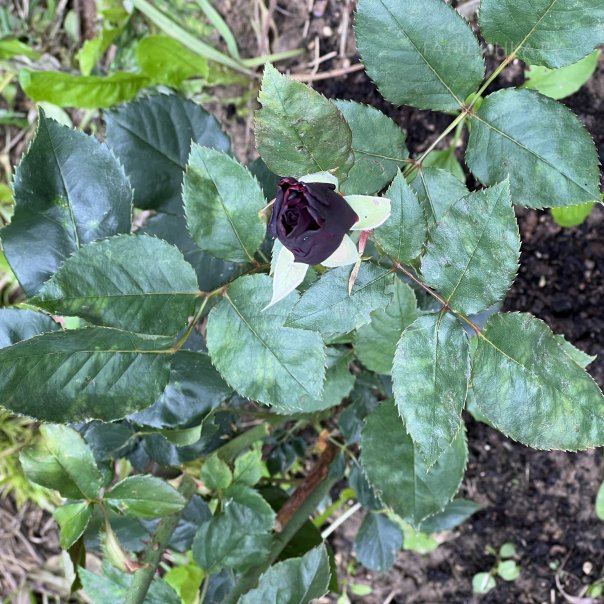 превью изображения отзыва