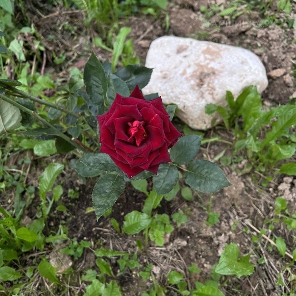 превью изображения отзыва