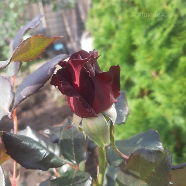 превью изображения отзыва